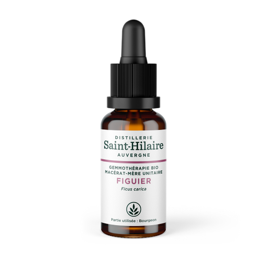 Macérat de figuier bio - 1